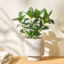 Decoratieartikel<Blancheporte Kunstplant in pot grijs